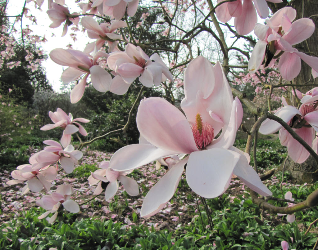 IMG_0253_Magnolia_05223.jpg