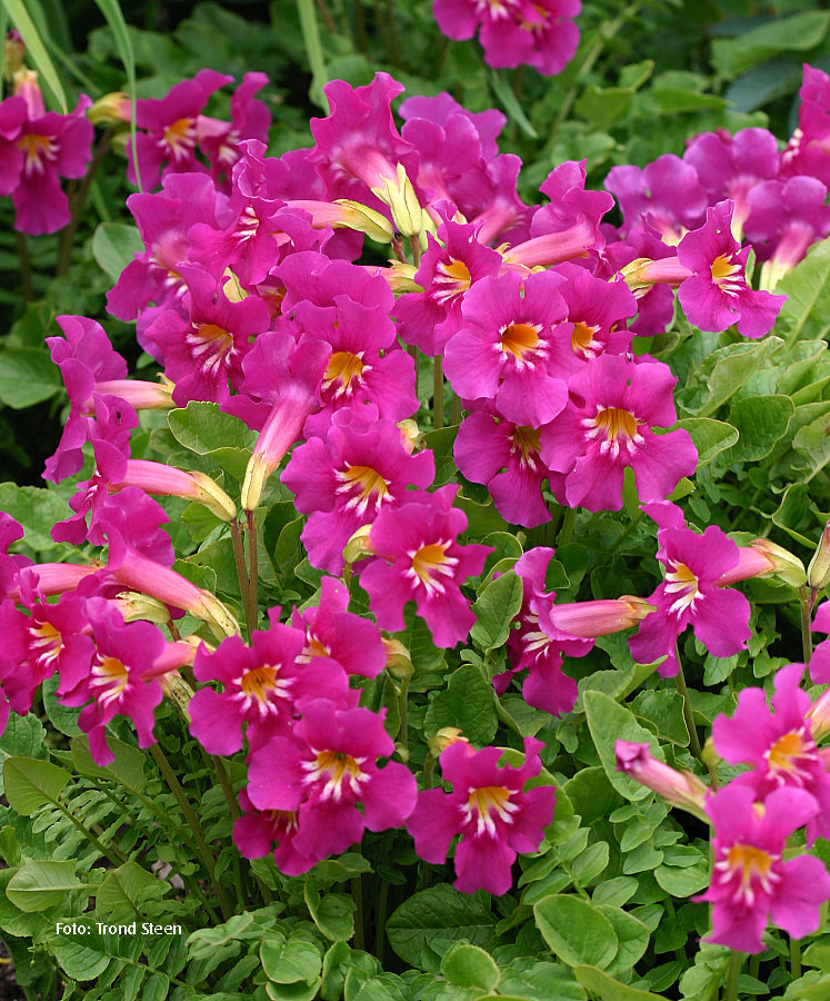 Incarvillea zhongdianensis 37.jpg