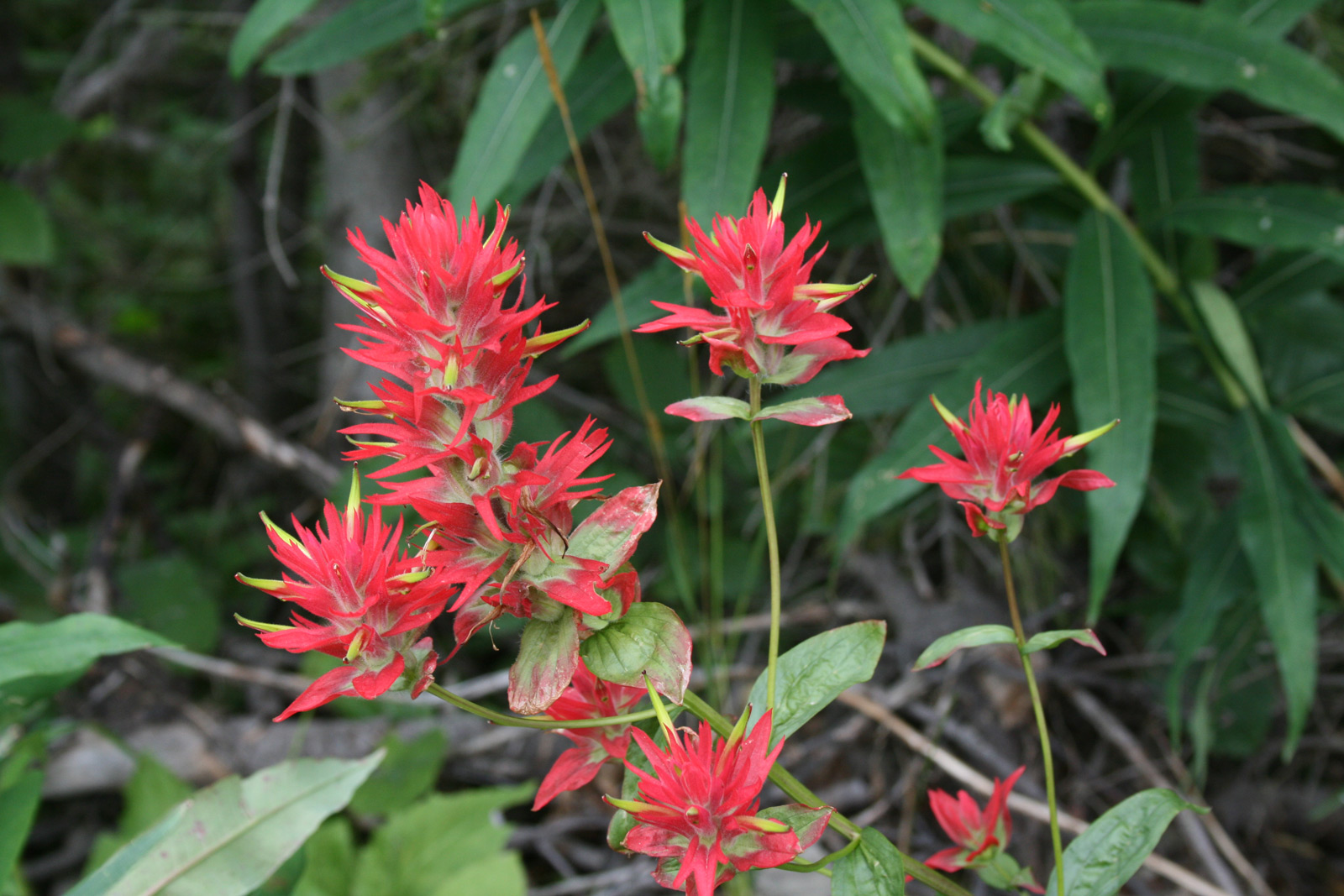 indian_paintbrush_lrg.jpg