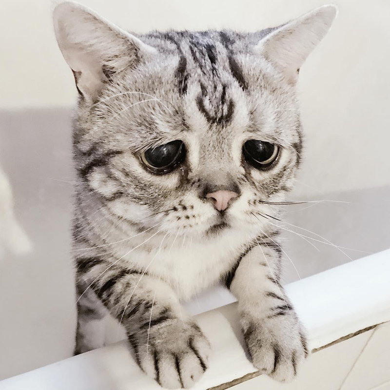 insta-of-the-week-sad-cat-luhu-17.jpg