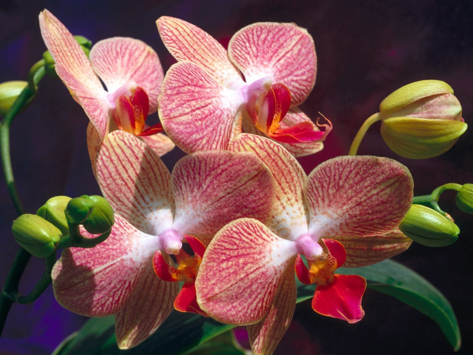 International_Womens_Day_Exotic_flowers_on_March_8_014471_.jpg