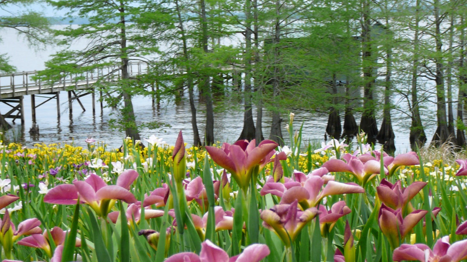 Iris view on Caddo Lake 2.JPG