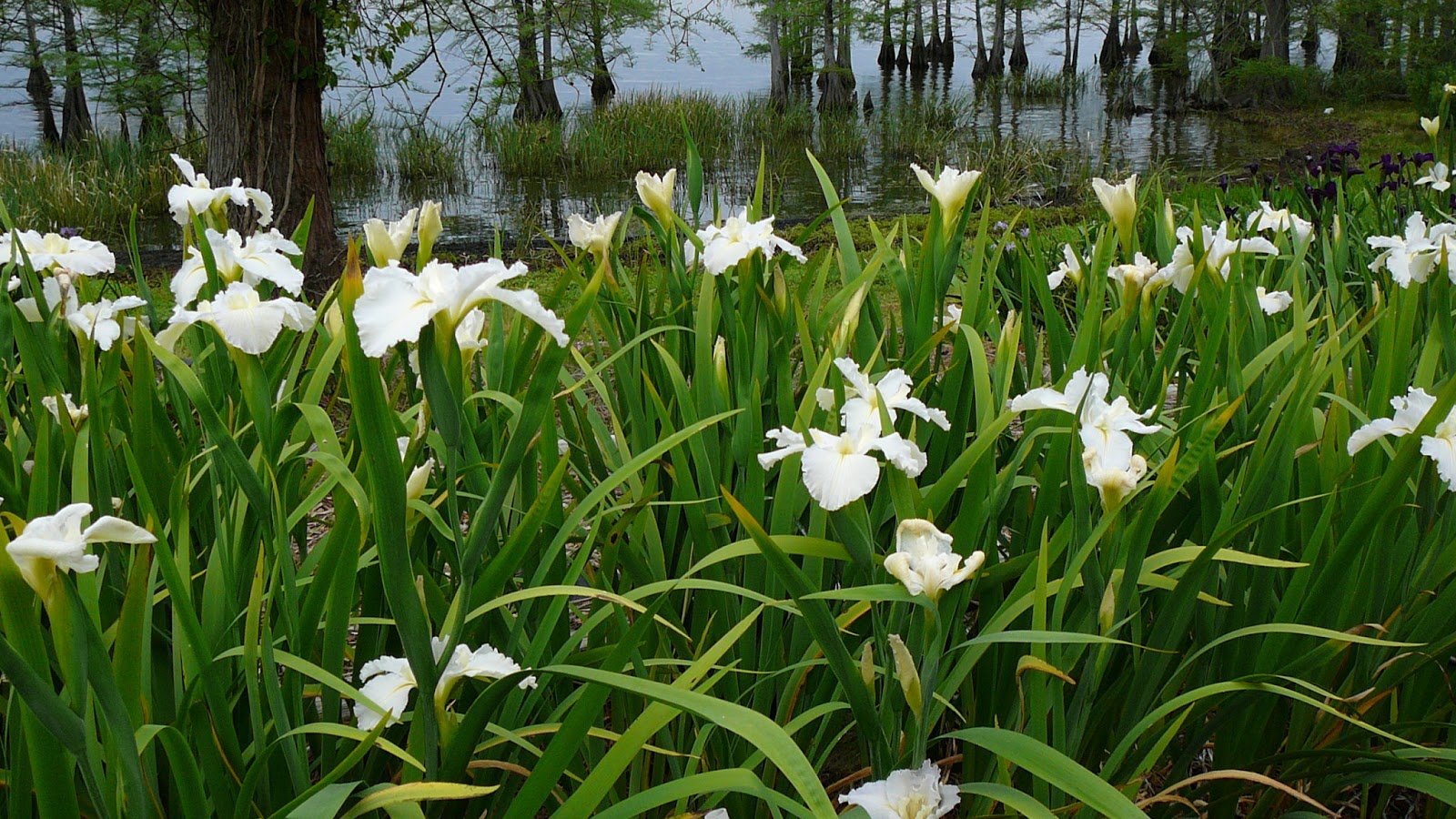 Iris view on Caddo Lake 3.JPG