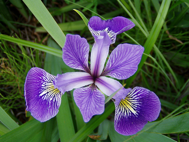 Irises-flower.jpg