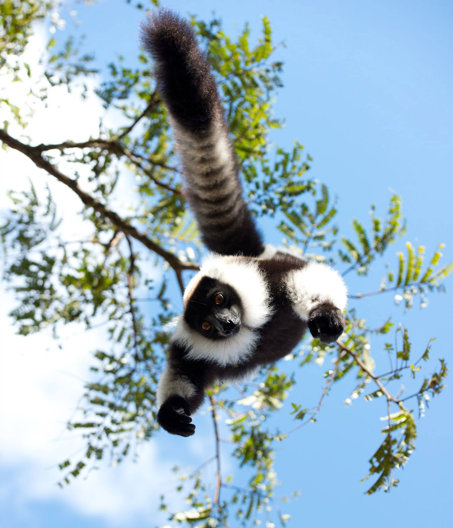 island-of-lemurs-madagascar-image.jpg