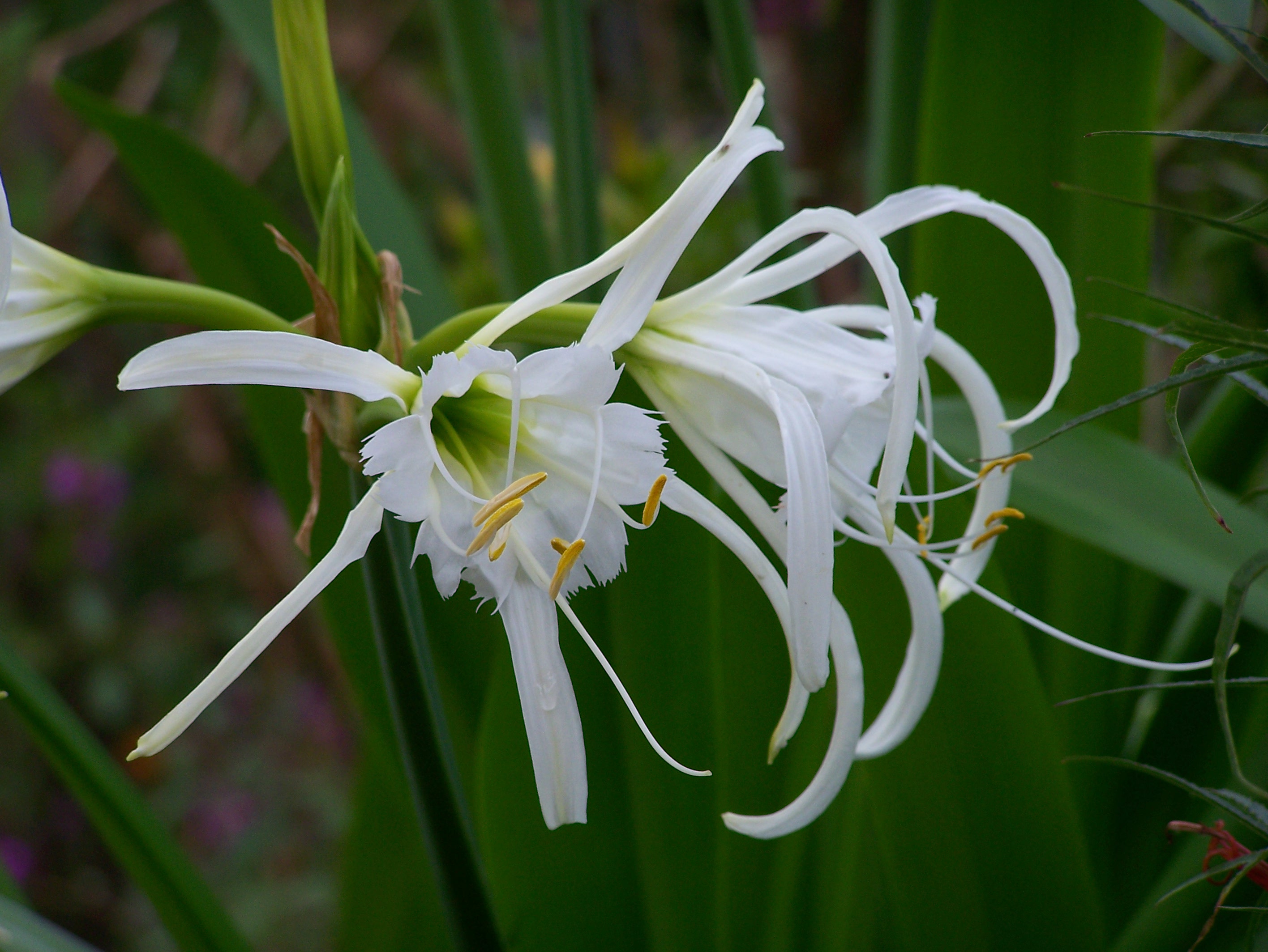 Ismene_narcissiflora_HOUTTE.JPG