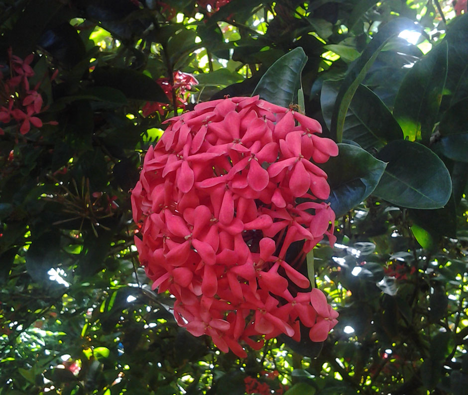 Ixora_red.jpg