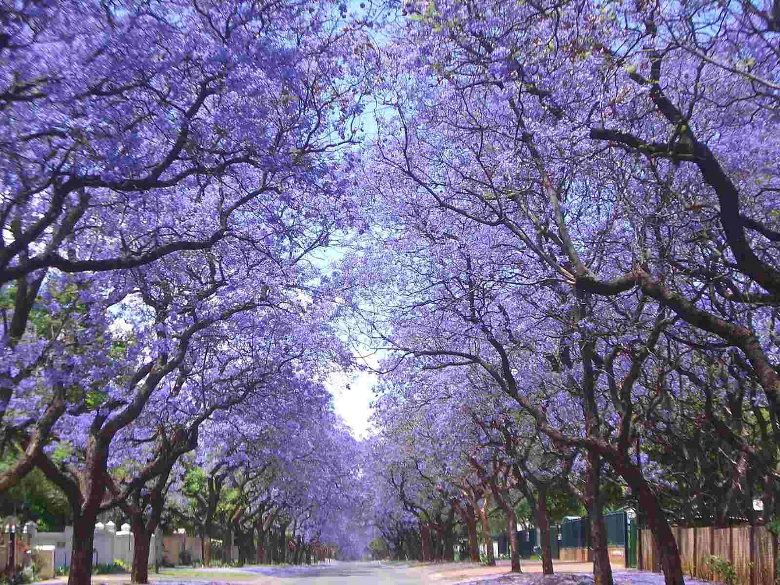 jacaranda.jpg