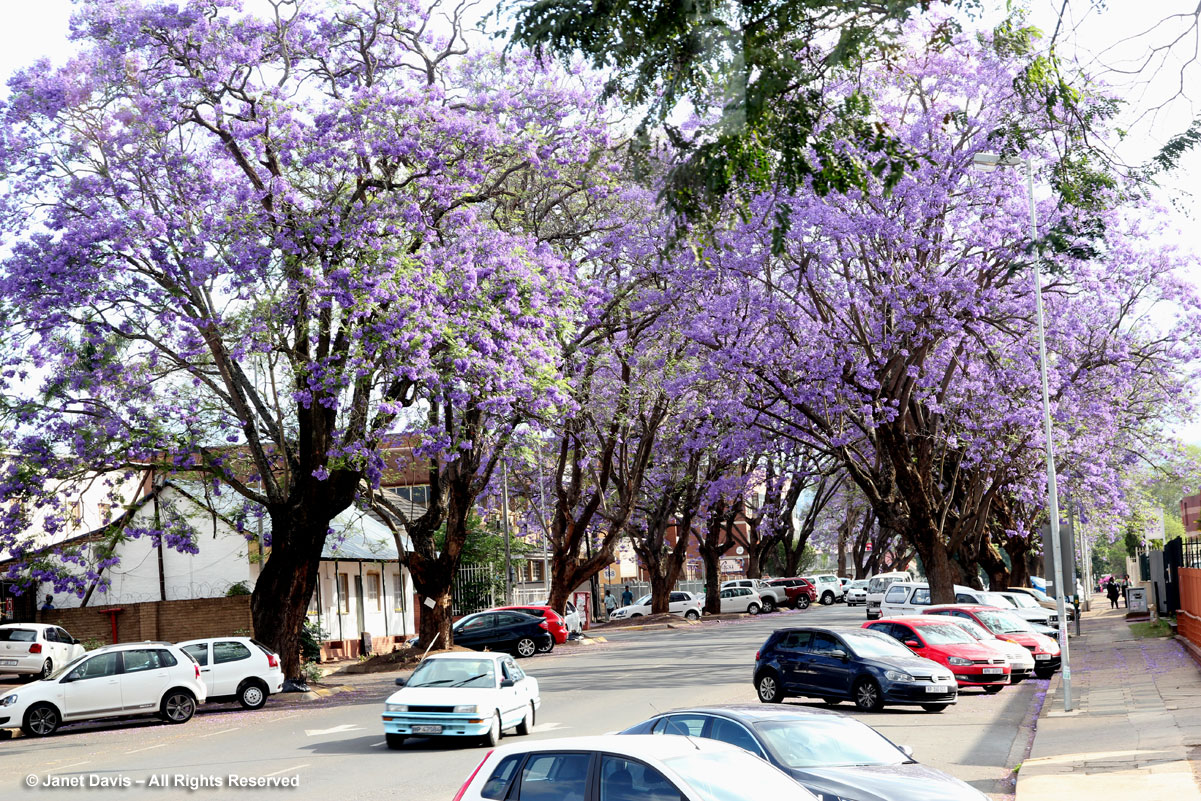 Jacaranda-trees-Pietermaritzburg.jpg