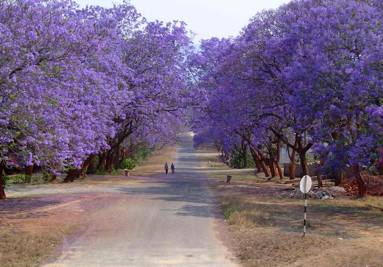 jacaranda3.jpg