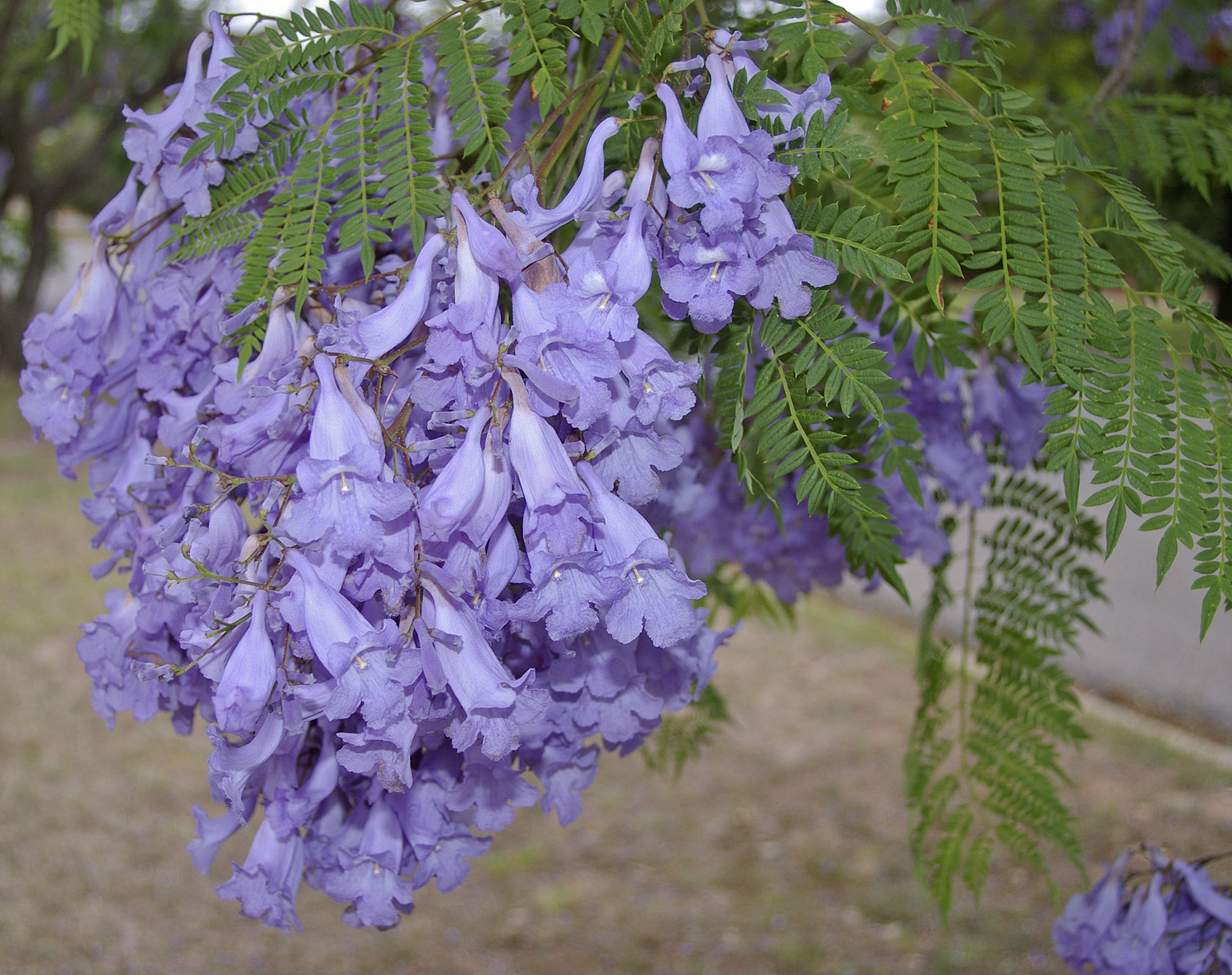 Jacaranda_mimosifolia_flowers_and_leaves.jpg