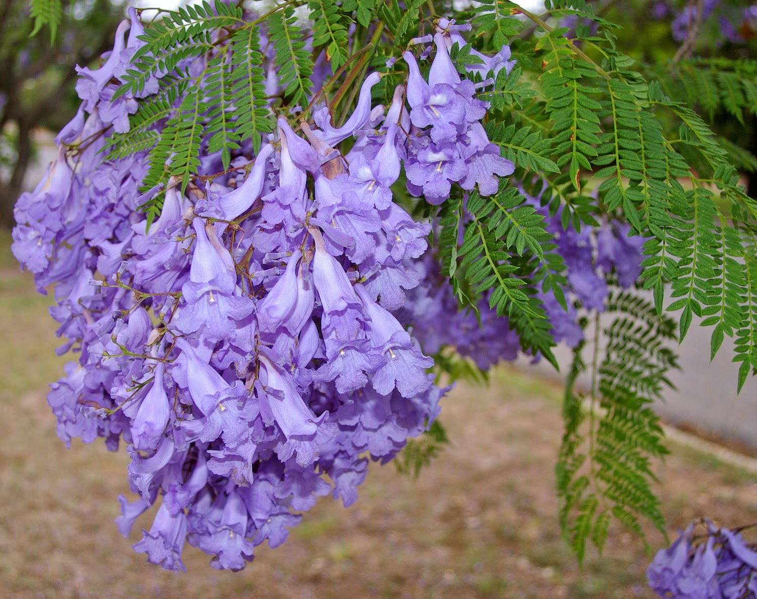 Jacaranda_mimosifolia_flowers_and_leaves.jpg