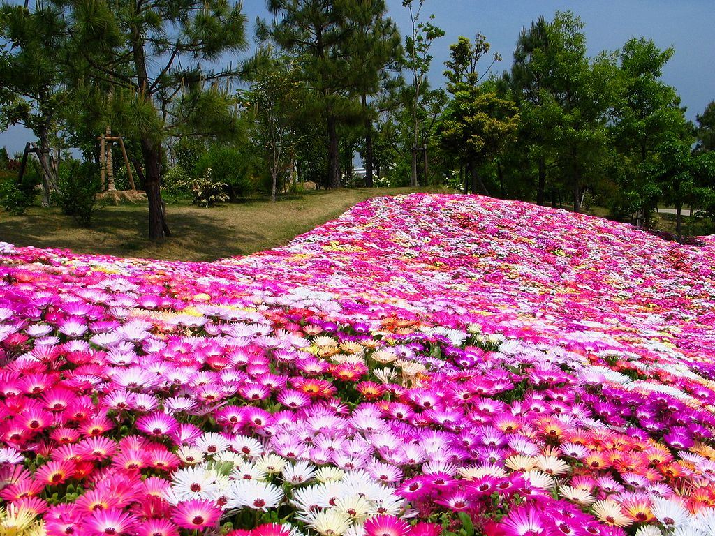 Japan-Flower-Field.jpg