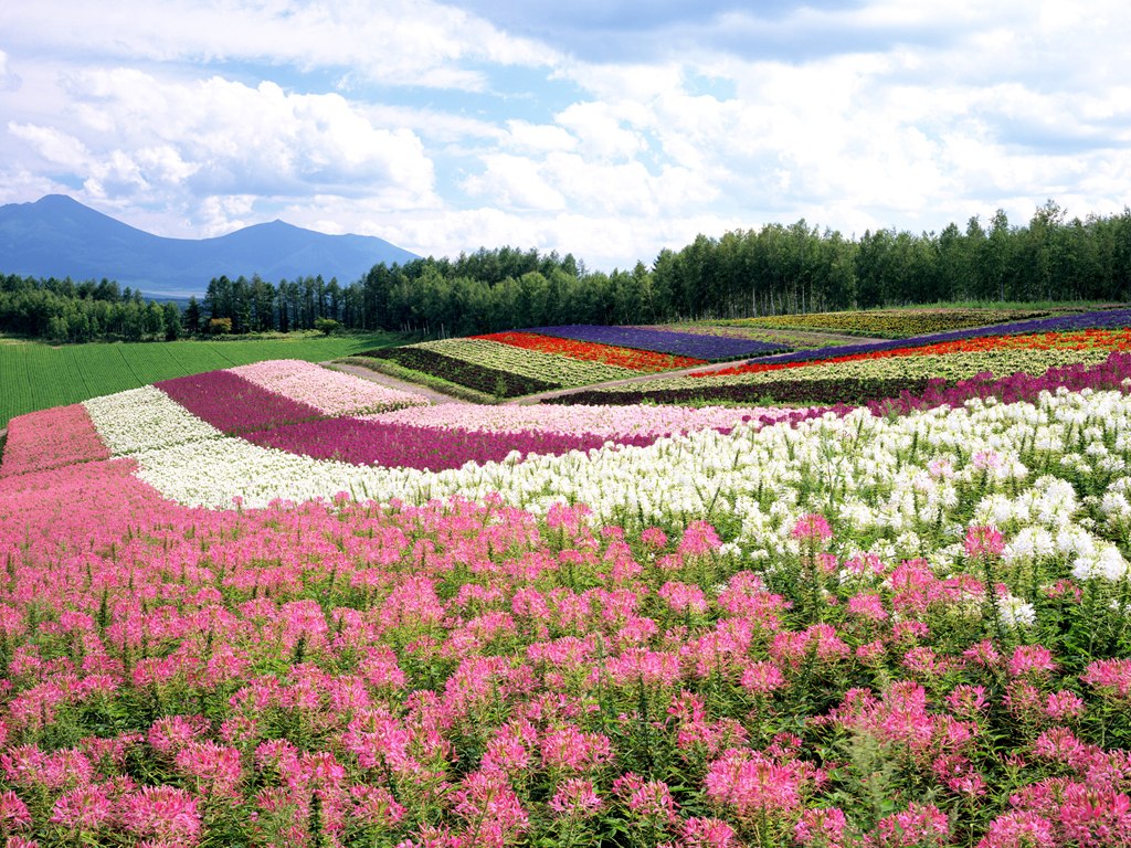 Japan-Hokkaido-Landscape-1-1024x768-436694.jpeg