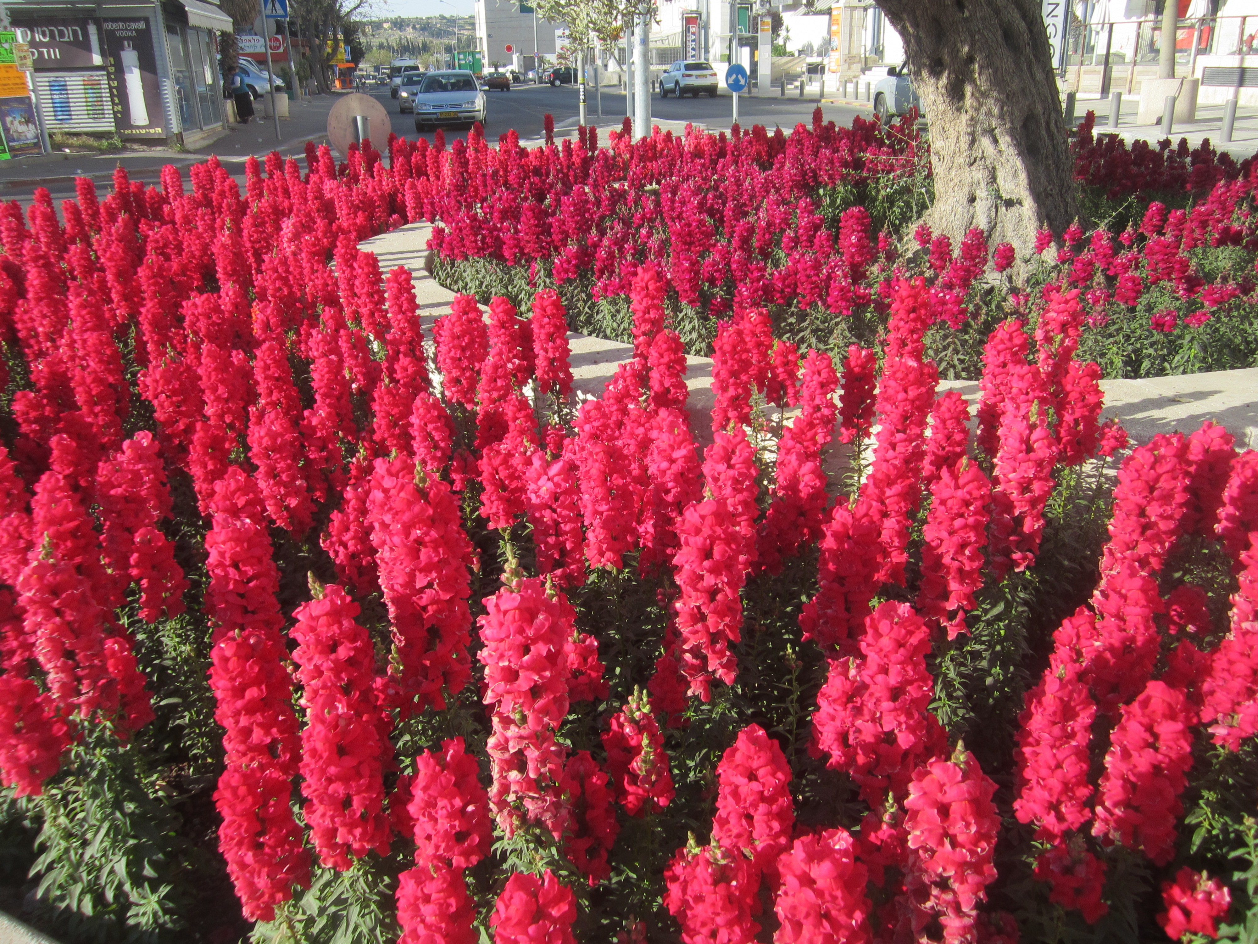 Jerusalem-snapdragons-Antirrhinum-majus.jpg