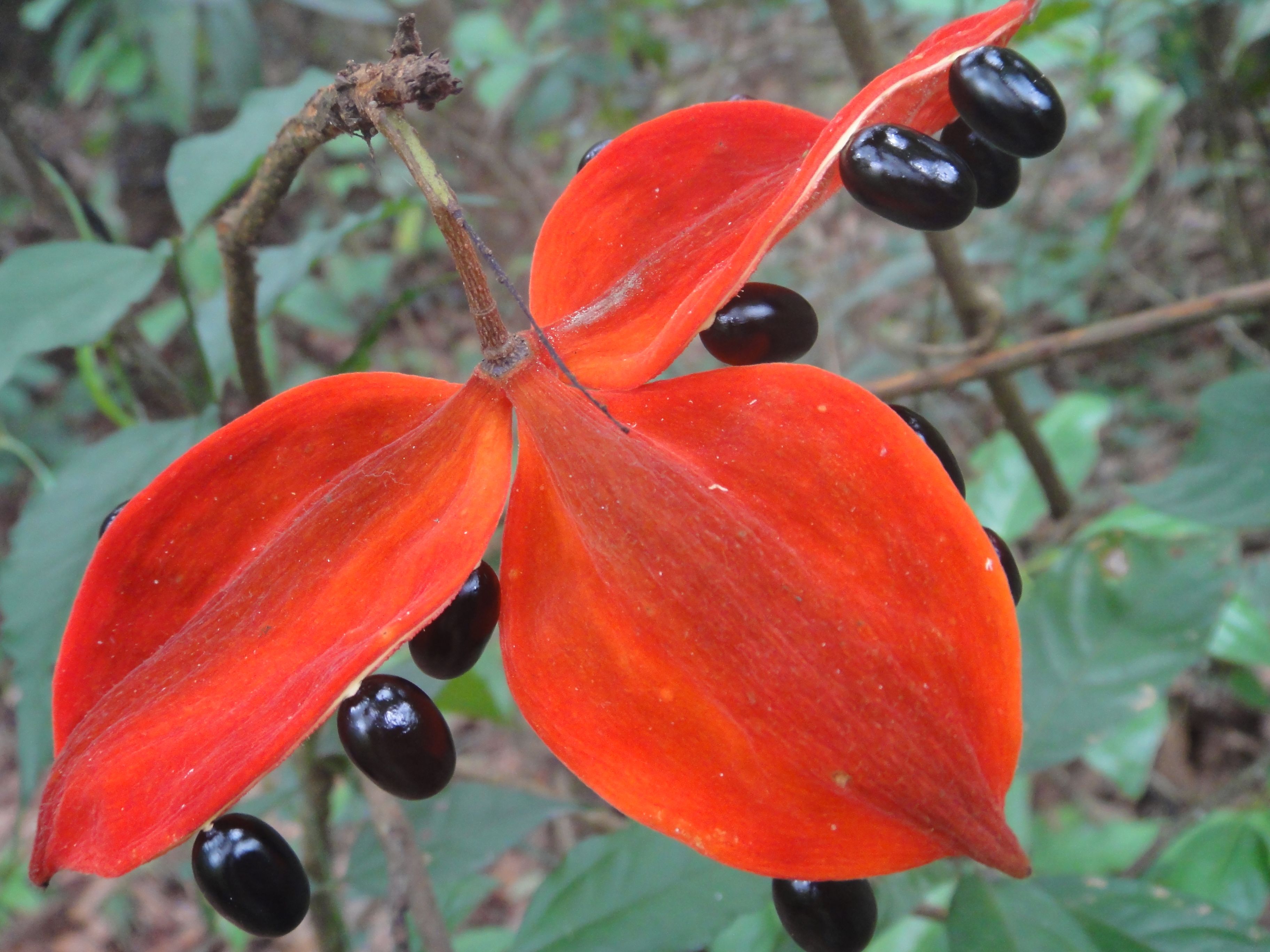 jungle_flower_nam_ha_laos.jpg