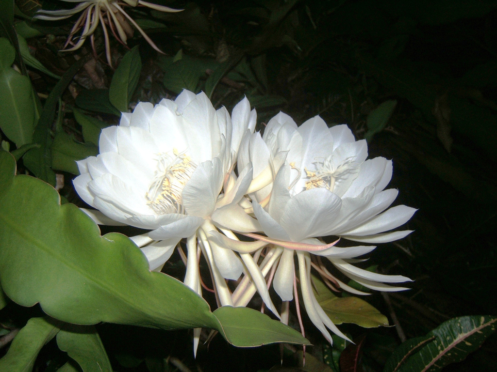 Kadupul-flower2.jpg