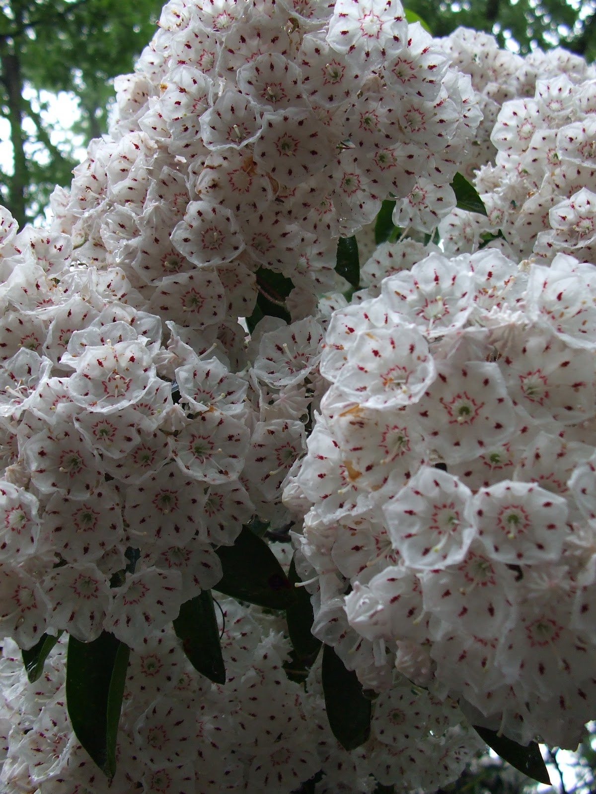 Kalmia latifolia.JPG