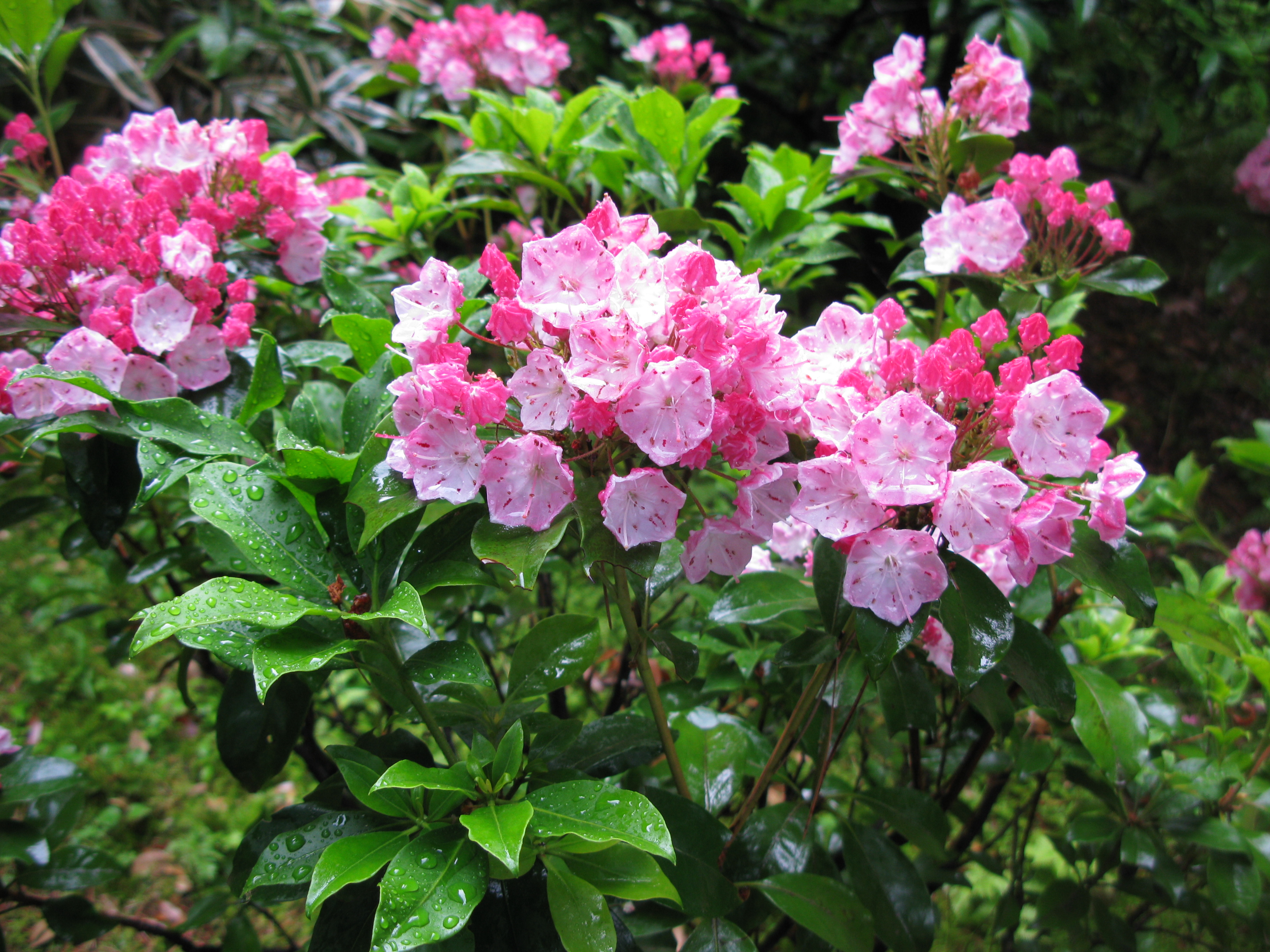 Kalmia_latifolia_Japan.JPG