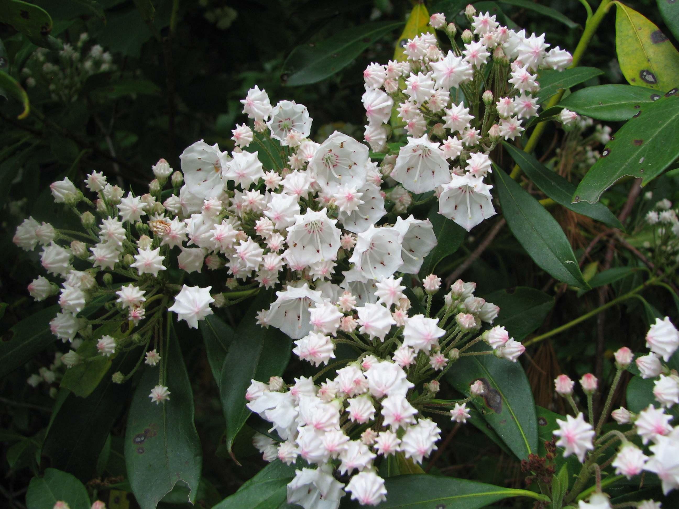 Kalmia_latifolia_species.jpg