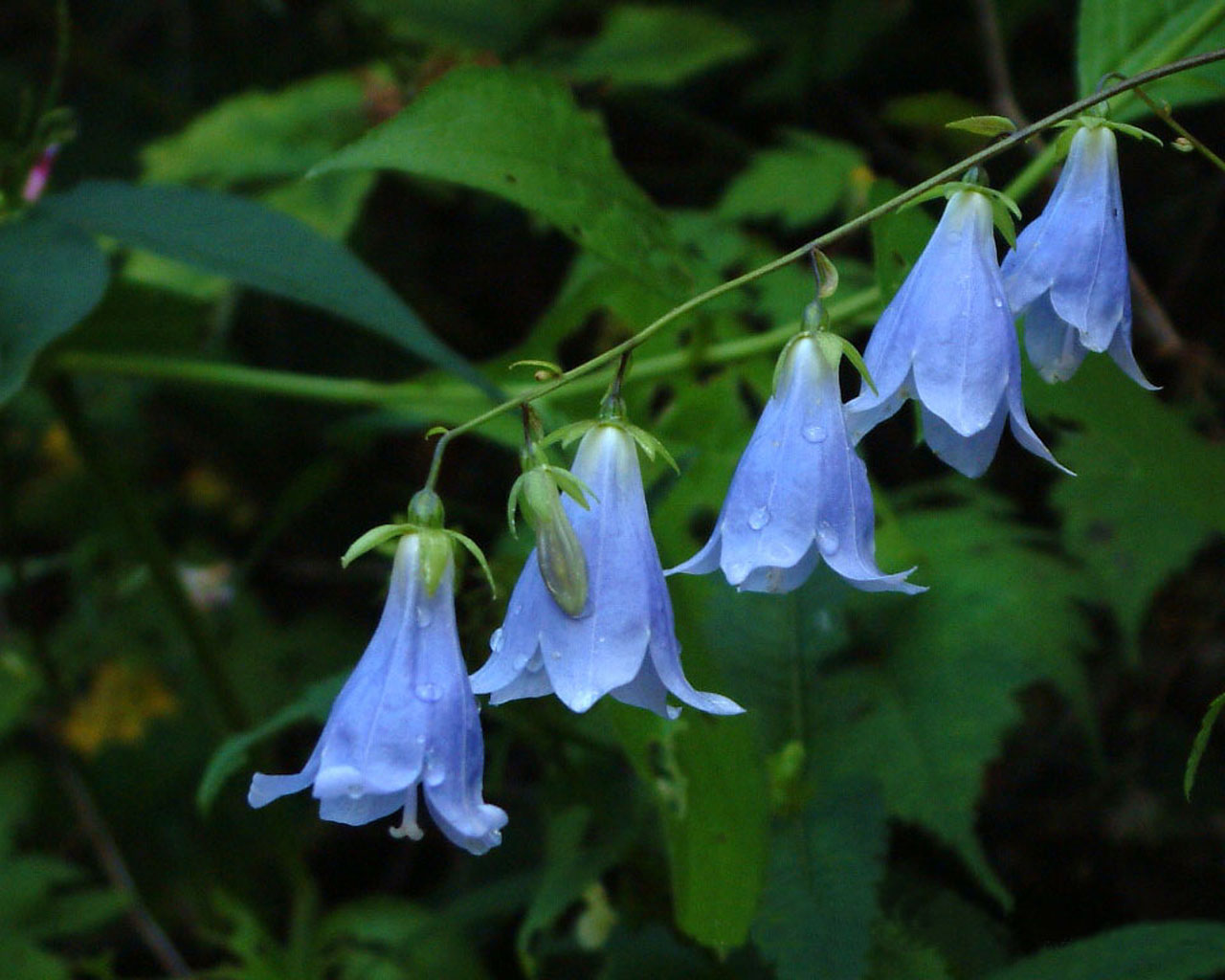 kartinki24_flowers_0046.jpg