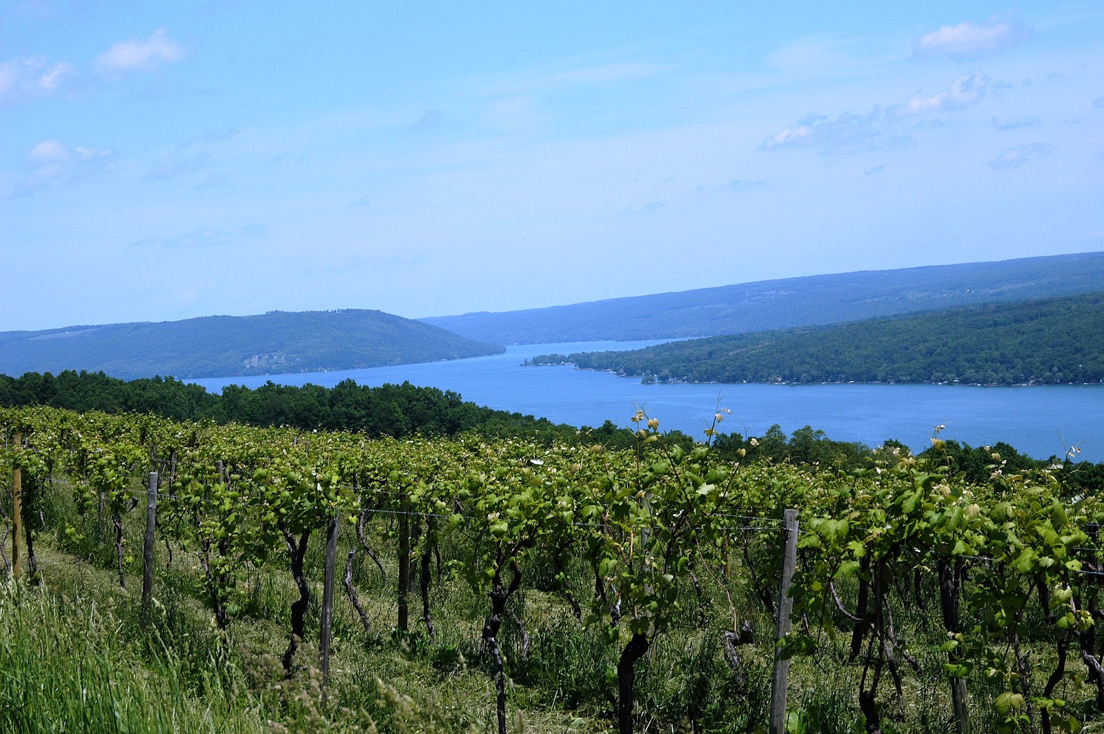 Keuka Lake Vineyard Summer.JPG