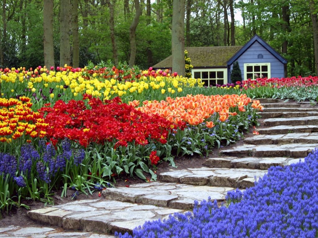 Keukenhof-Wallpaper-.jpg