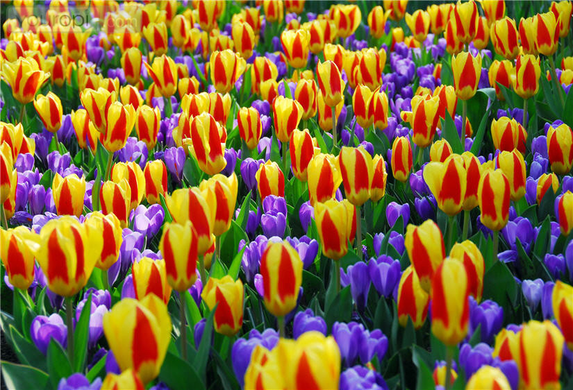 keukenhof7.jpg