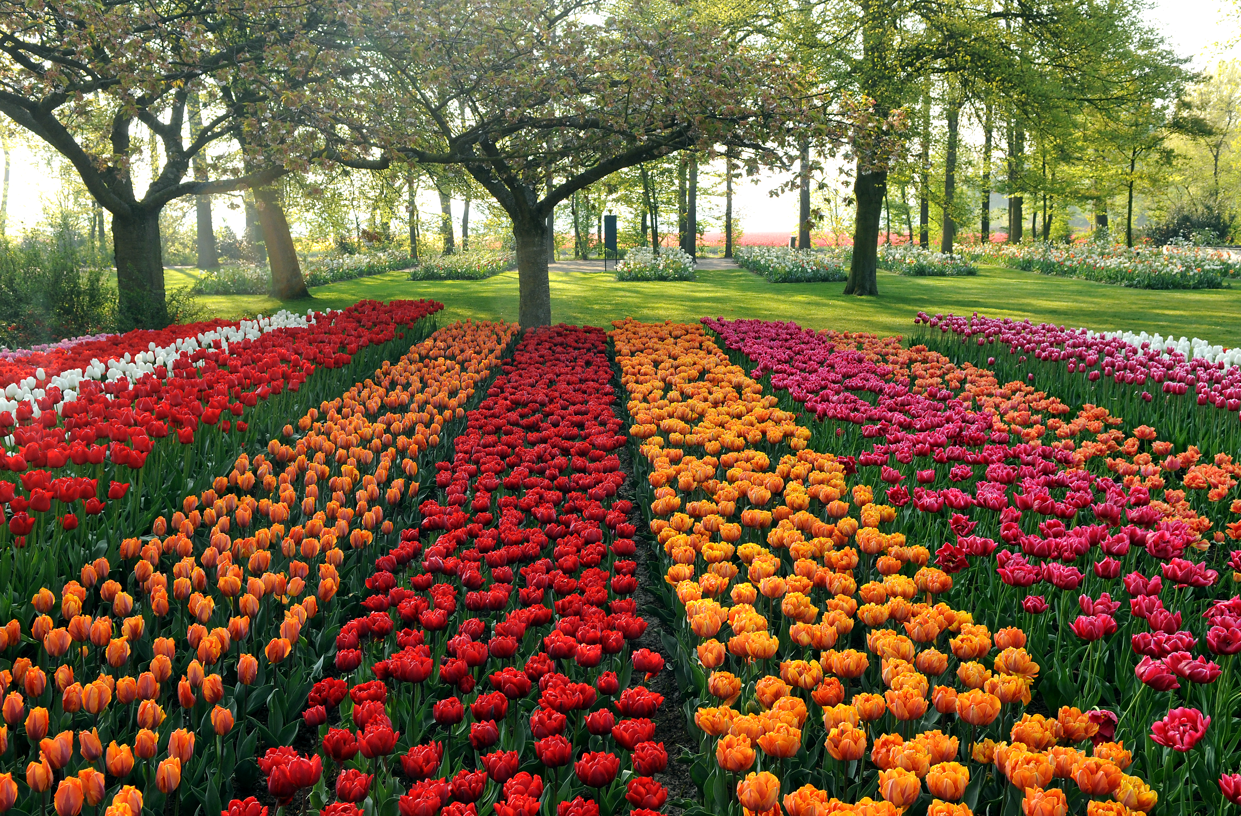 keukenhof_tulip.jpg