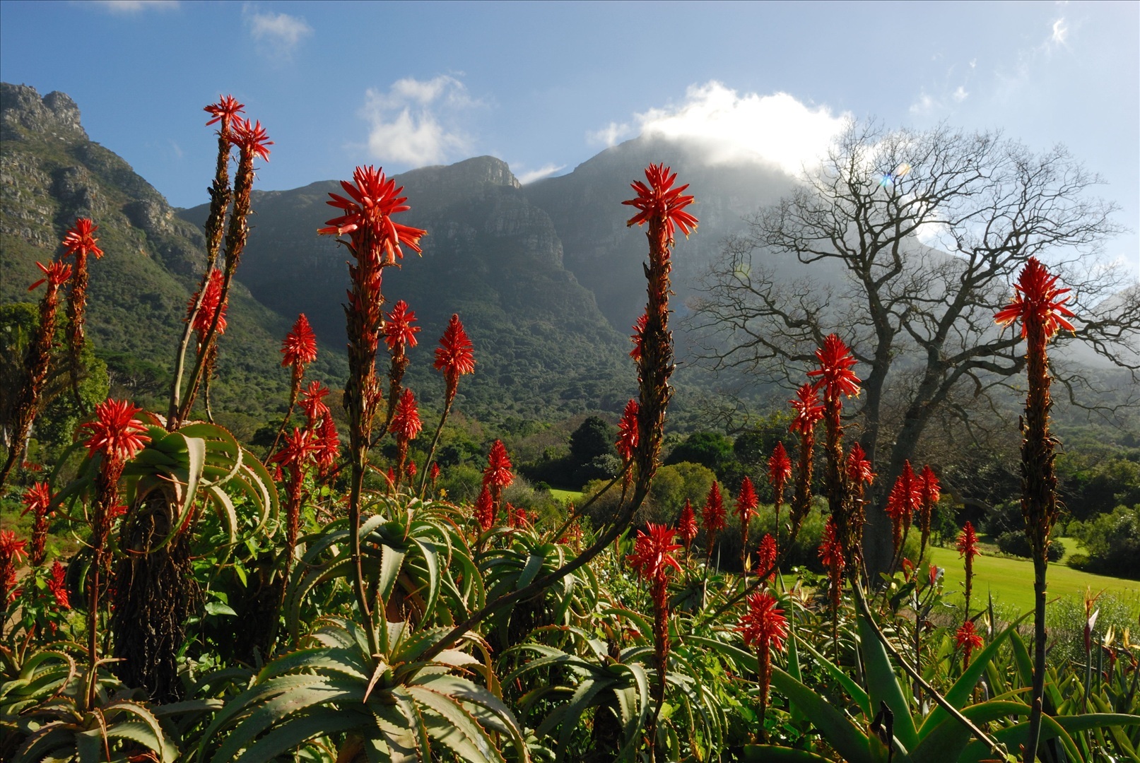 Kirstenbosch National Botanic Garden.jpg