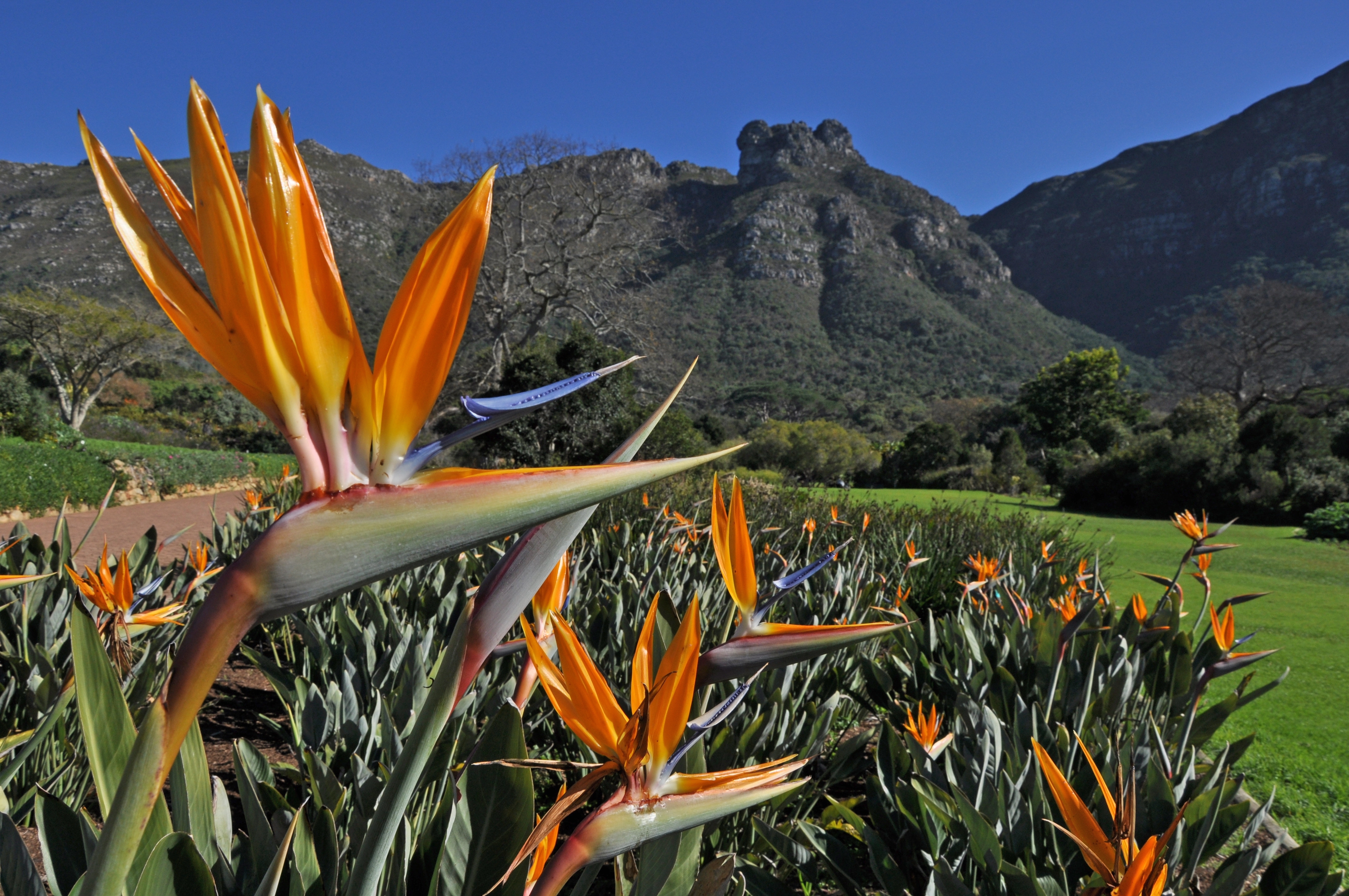 KIRSTENBOSCH-visitors-centre-entrance-main-lawn-strelitzias-winter-July-Aug-ALN-052.jpg