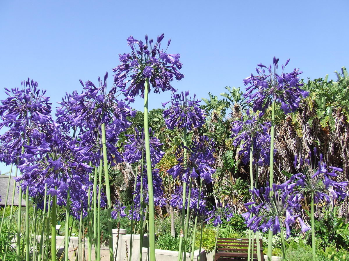 Kirstenbosch_Gardens.jpg