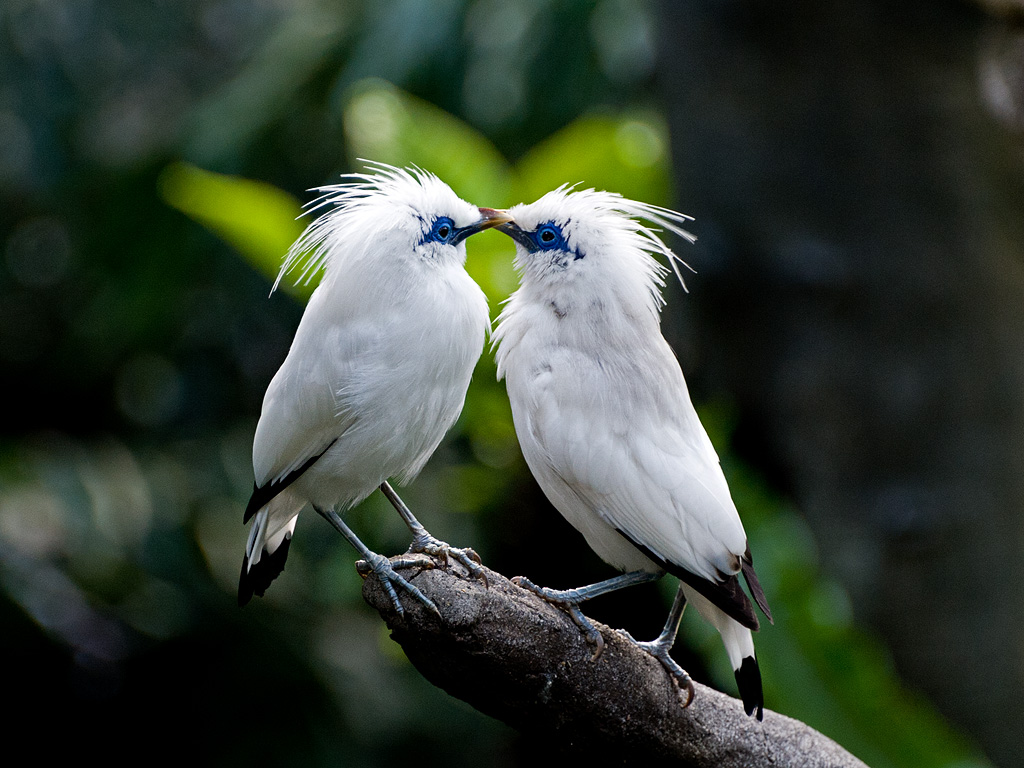 kissing-bali-mynas-photo.jpg