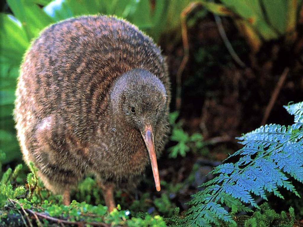 kiwi.jpg