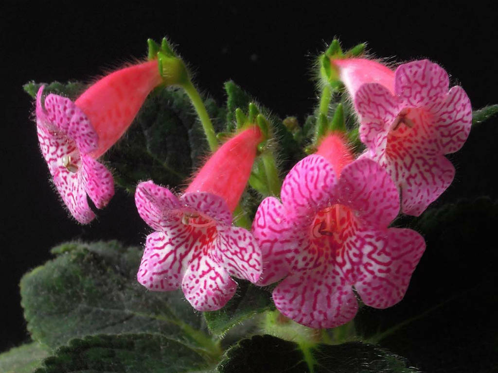 Kohleria-amabilis-Tree-Gloxinia4.jpg