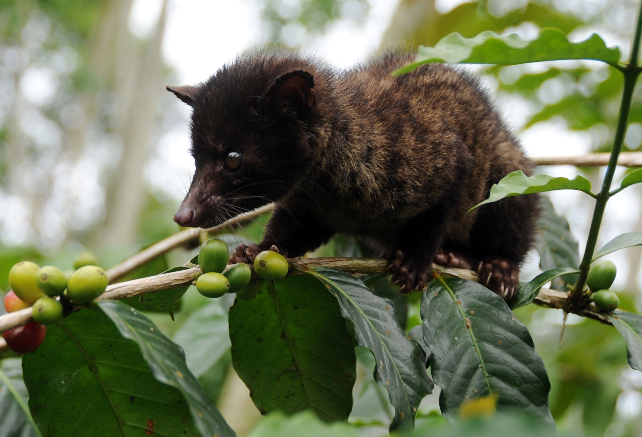 Kopi_-Luwak_Pixanews.co-11.jpg