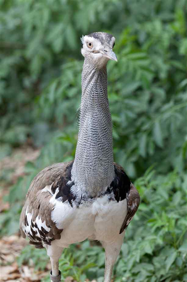 kori-bustard-front-view.jpg