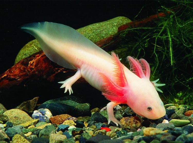 L-axolotl.jpg