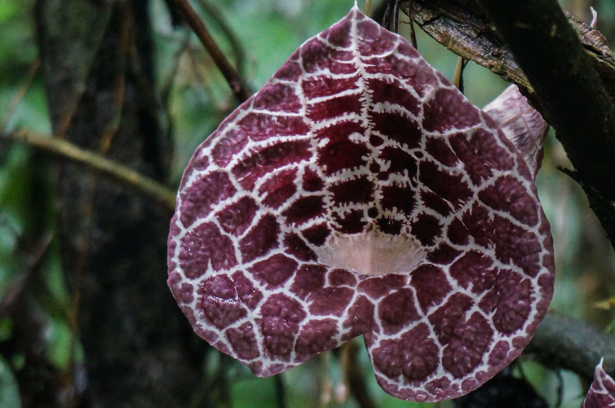 la-selva-flowers-tiger-ear-1-of-1-copy.jpg