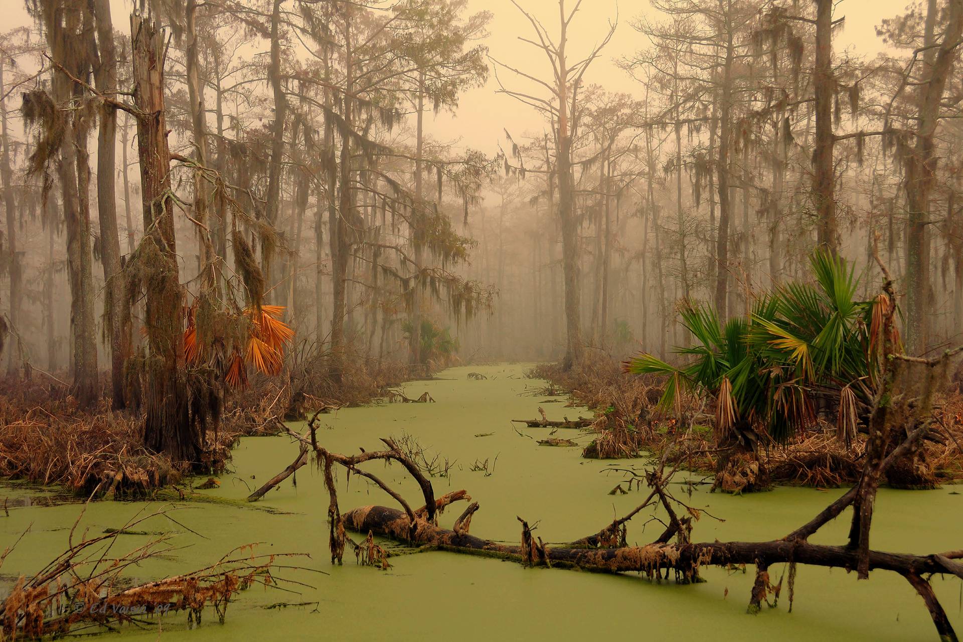 lake_in_louisiana.jpg