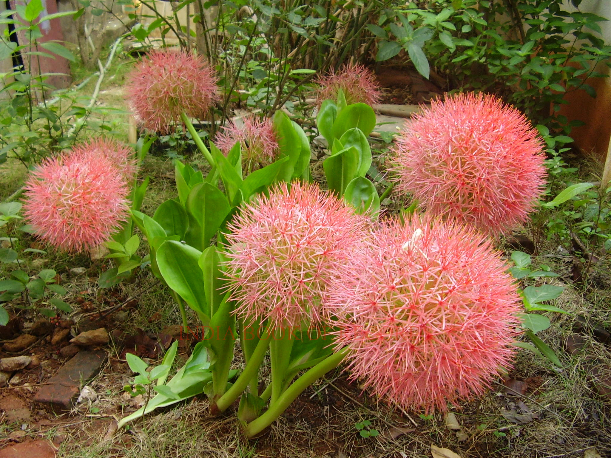 largest-flower.jpg