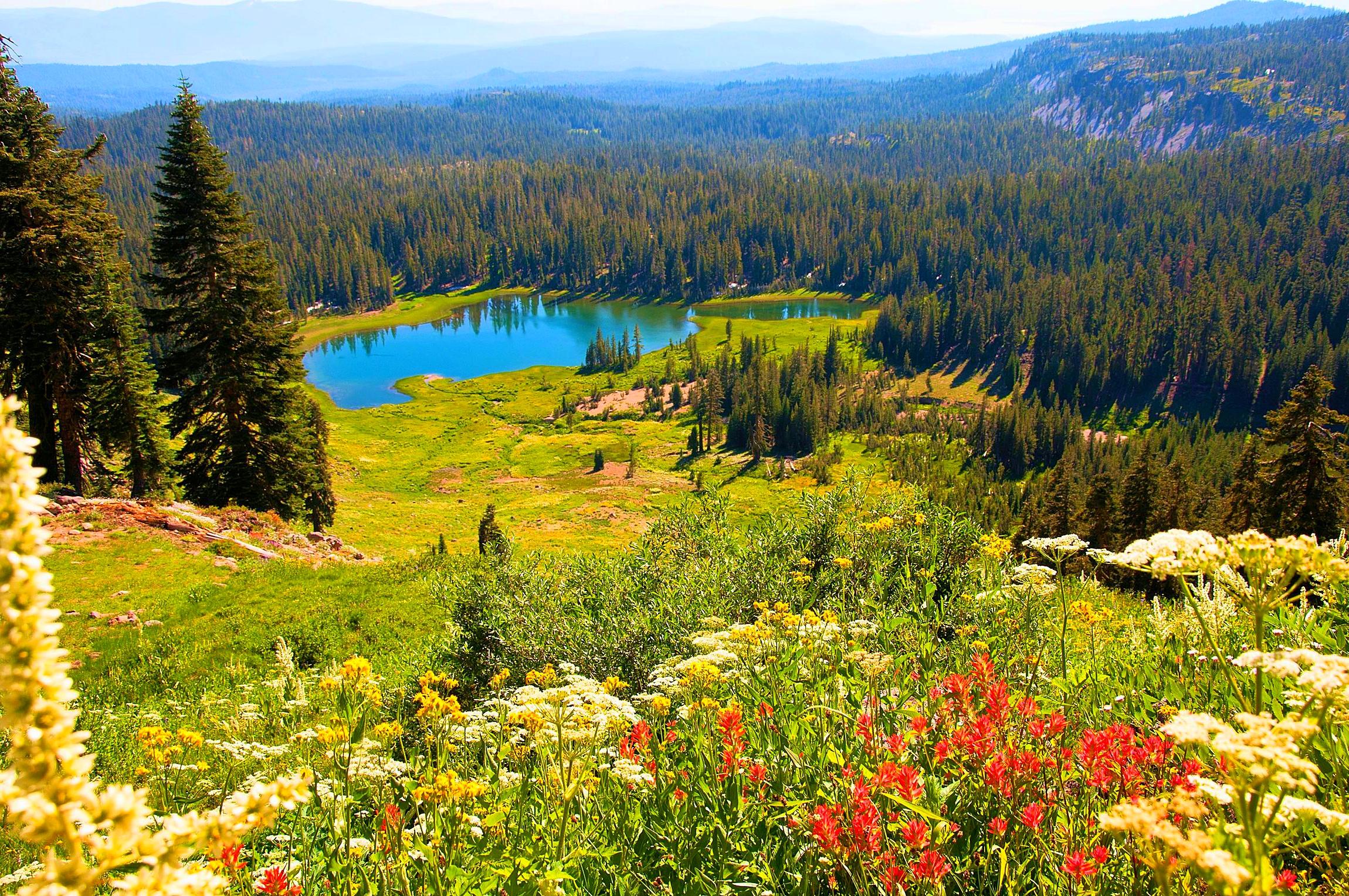 lassen_volcanic_national_park_wildflowers_hd-wallpaper-1774891.jpg