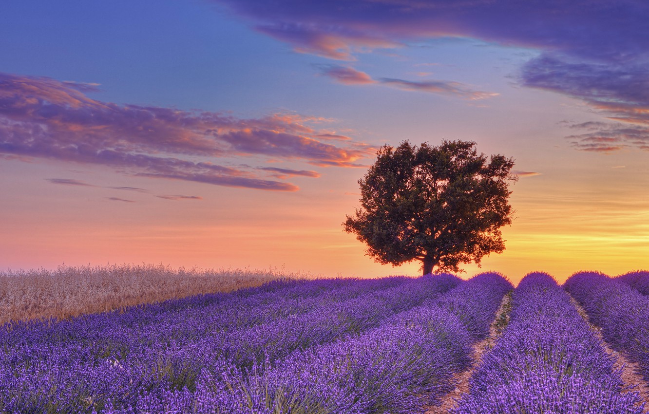 lavender-nebo-oblaka-zakat.jpg