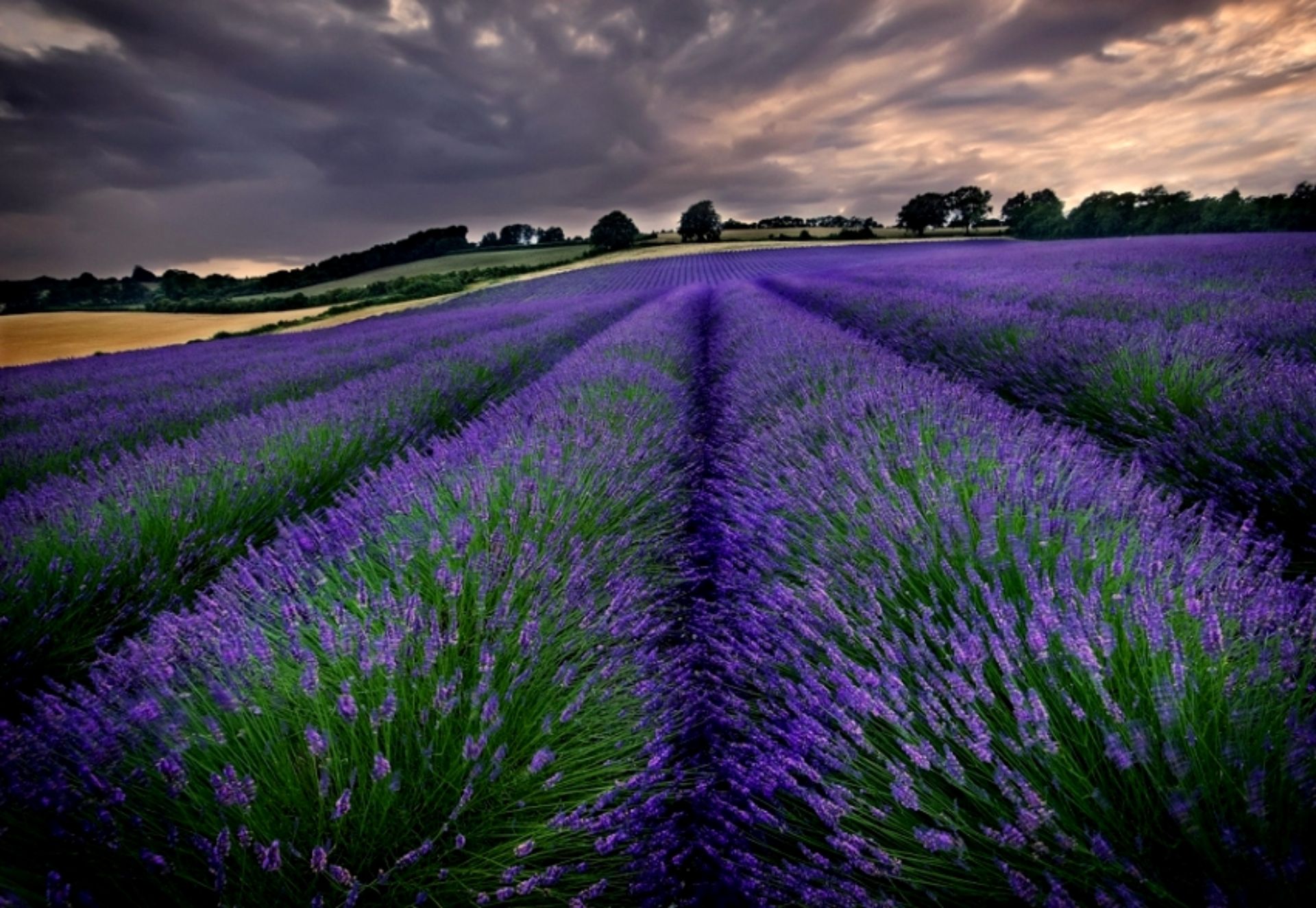 lavender-skies-4726110.jpg