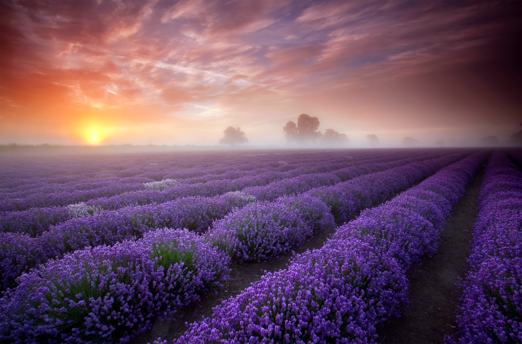 Lavender Sunrise.jpg