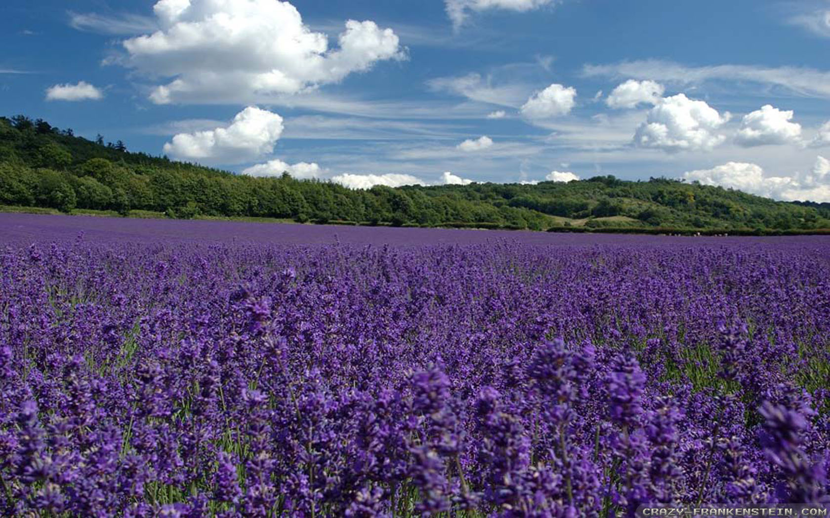 lavender-wallpapers-1680x1050.jpg