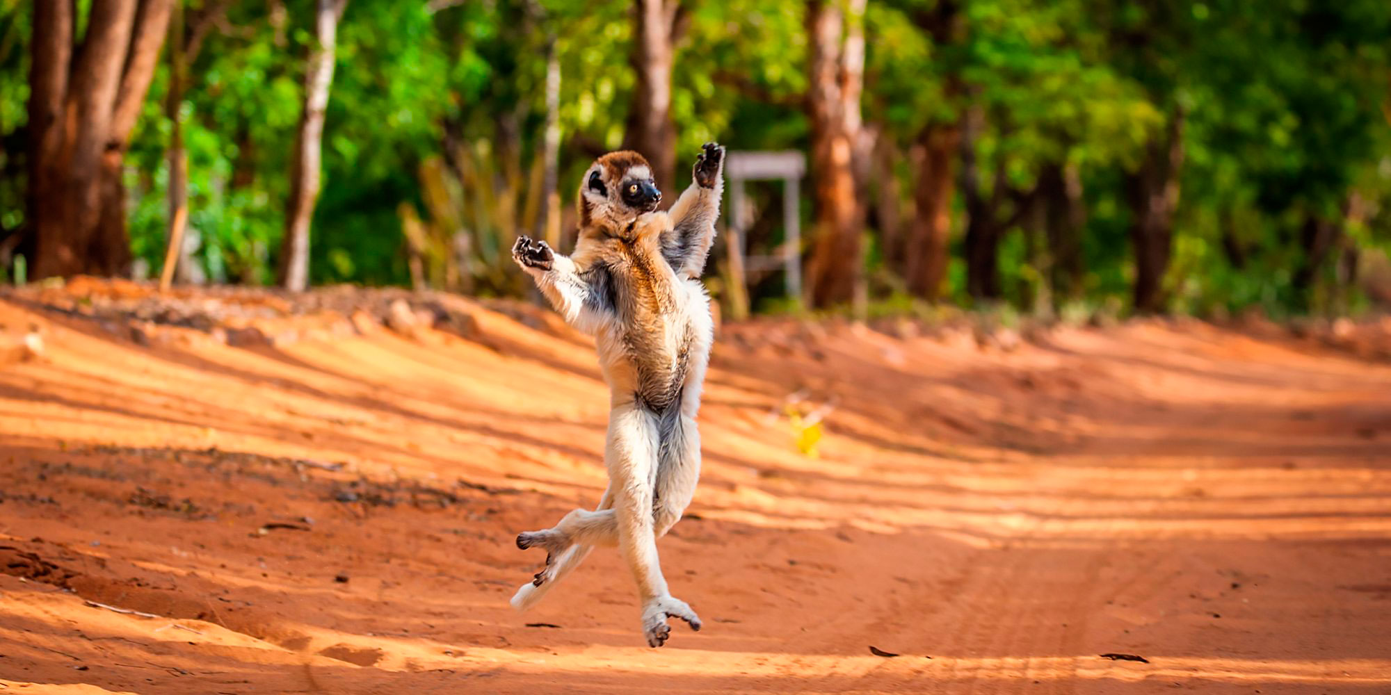 lemur_madagaskar_1.jpg