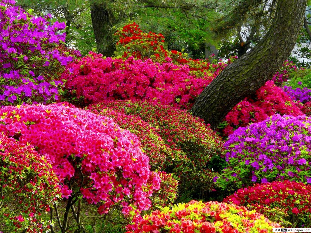 les-fleurs-sont-belles-au-printemps-fond-d-ecran-1024x768-20158_18.jpg