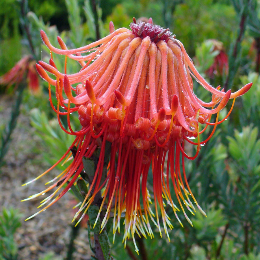 leucospermum-reflexum_.jpg