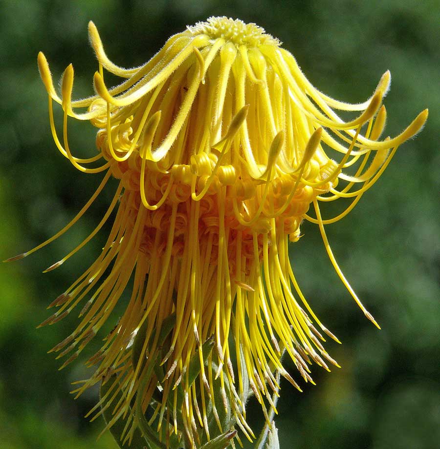 leucospermum_reflexum_var._.jpg